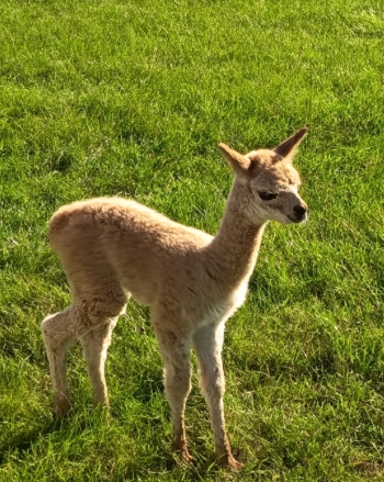 WhatsApp Image 2025-09-24 at 13.57.46 (3).jpeg